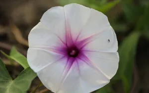 高清牵牛花壁纸_4