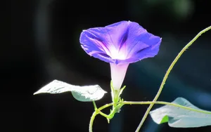 高清牵牛花壁纸_6