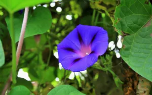 高清牵牛花壁纸_8