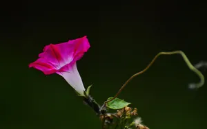 高清牵牛花壁纸_10