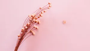 温馨的干花背景图片_2