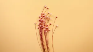 温馨的干花背景图片_3