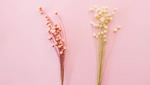 温馨的干花背景图片_4