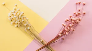 温馨的干花背景图片_5