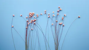 温馨的干花背景图片_8