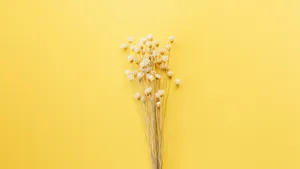 温馨的干花背景图片_9