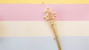 温馨的干花背景图片_10
