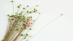 温馨的干花背景图片_11
