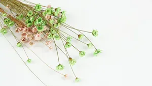 温馨的干花背景图片_13