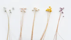 温馨的干花背景图片_15