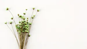 温馨的干花背景图片_19