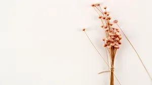 温馨的干花背景图片_20