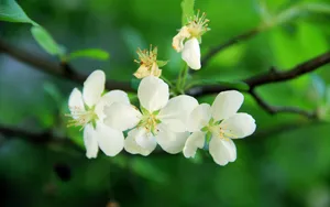 海棠花图片海棠花语_9
