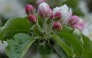 海棠花图片海棠花语_13