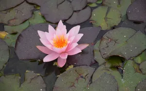 睡莲图片睡莲花语_2