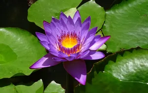 睡莲图片睡莲花语_4