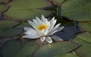 睡莲图片睡莲花语_6