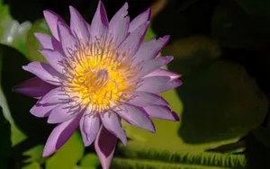 睡莲图片睡莲花语_7