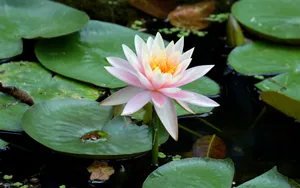 睡莲图片睡莲花语_9