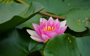 睡莲图片睡莲花语_10