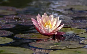 睡莲图片睡莲花语_11