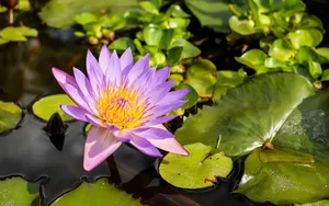 睡莲图片睡莲花语_12