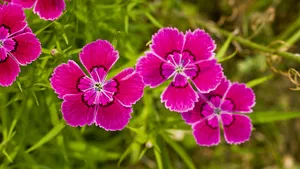 石竹花图片
