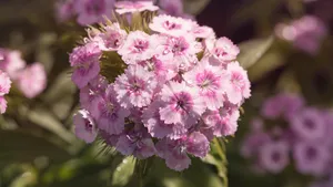 石竹花图片_2