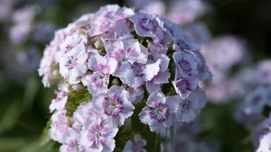 石竹花图片_4