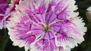 石竹花图片_6