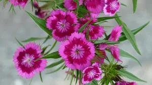 石竹花图片_7