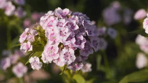 石竹花图片_9