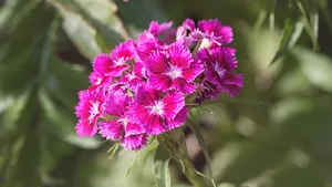 石竹花图片_10