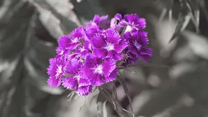 石竹花图片_11
