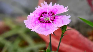石竹花图片_13