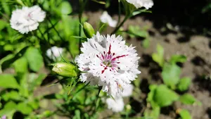 石竹花图片_15