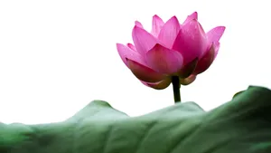 4k超清荷花图片_2
