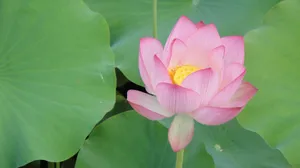 4k超清荷花图片_4