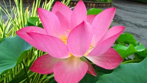 4k超清荷花图片_5