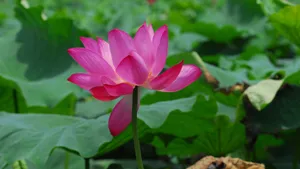4k超清荷花图片_6