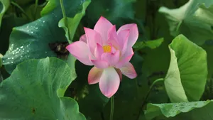 4k超清荷花图片_7