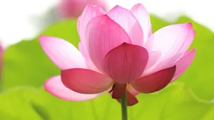 4k超清荷花图片_8