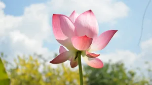 4k超清荷花图片_9