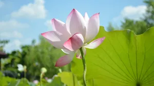 4k超清荷花图片_10