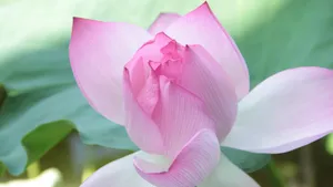 4k超清荷花图片_11