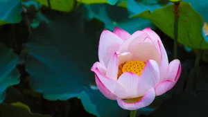 4k超清荷花图片_16