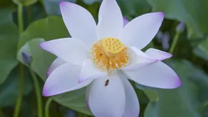 4k超清荷花图片_17