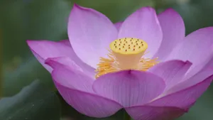 4k超清荷花图片_18