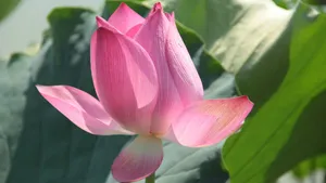 4k超清荷花图片_20