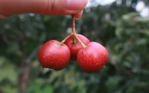 红的诱人的山楂图片_11